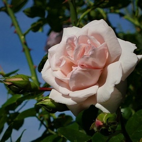 Die Kletterrose New Dawn mit üppiger Blütenfülle, zart Rosa, ist ein Spreizklimmer für Rosenbogen oder Fassadenbegrünung